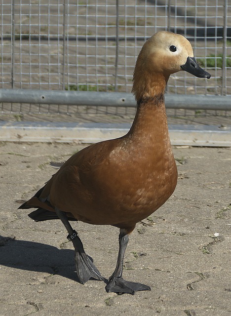 在他来到曼